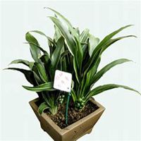 微信万年青头像_高清万年青花朵图片大全