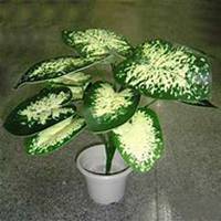 微信万年青头像_高清万年青花朵图片大全