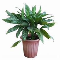 微信万年青头像_高清万年青花朵图片大全