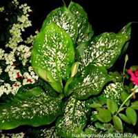 微信万年青头像_高清万年青花朵图片大全