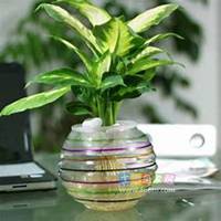 微信万年青头像_高清万年青花朵图片大全