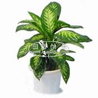 微信万年青头像_高清万年青花朵图片大全