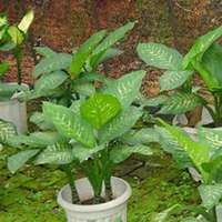 微信万年青头像_高清万年青花朵图片大全