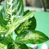 微信万年青头像_高清万年青花朵图片大全