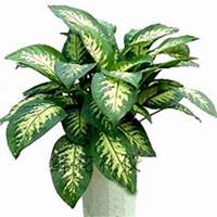 微信万年青头像_高清万年青花朵图片大全