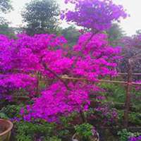 微信三角梅头像_高清三角梅花朵图片大全