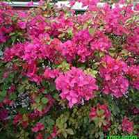 微信三角梅头像_高清三角梅花朵图片大全