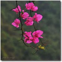 微信三角梅头像_高清三角梅花朵图片大全