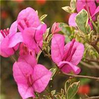 微信三角梅头像_高清三角梅花朵图片大全