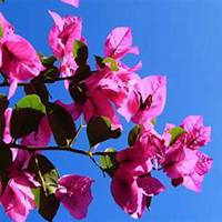 微信三角梅头像_高清三角梅花朵图片大全