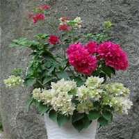 微信三角梅头像_高清三角梅花朵图片大全