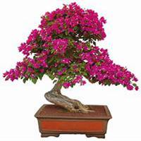 微信三角梅头像_高清三角梅花朵图片大全