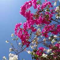 微信三角梅头像_高清三角梅花朵图片大全