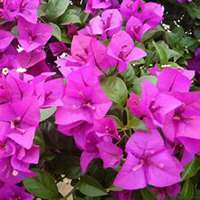 微信三角梅头像_高清三角梅花朵图片大全