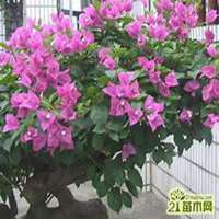 微信三角梅头像_高清三角梅花朵图片大全