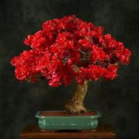 微信三角梅头像_高清三角梅花朵图片大全