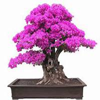 微信三角梅头像_高清三角梅花朵图片大全