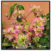 微信三角梅头像_高清三角梅花朵图片大全