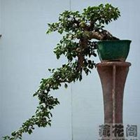 微信三角梅头像_高清三角梅花朵图片大全