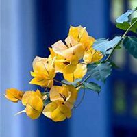 微信三角梅头像_高清三角梅花朵图片大全