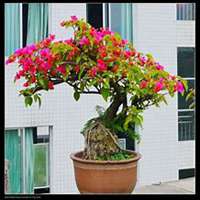 微信三角梅头像_高清三角梅花朵图片大全