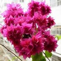 微信三角梅头像_高清三角梅花朵图片大全