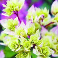 微信三角梅头像_高清三角梅花朵图片大全