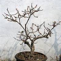 微信三角梅头像_高清三角梅花朵图片大全