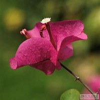 微信三角梅头像_高清三角梅花朵图片大全