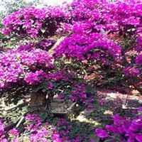 微信三角梅头像_高清三角梅花朵图片大全