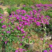 微信三角梅头像_高清三角梅花朵图片大全