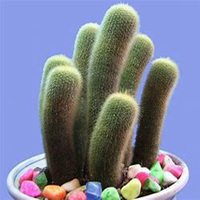 微信仙人球头像_高清仙人球花朵图片大全