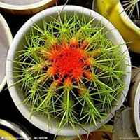 微信仙人球头像_高清仙人球花朵图片大全
