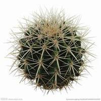 微信仙人球头像_高清仙人球花朵图片大全