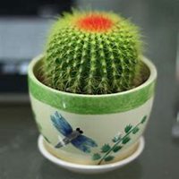 微信仙人球头像_高清仙人球花朵图片大全