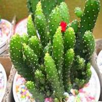 微信仙人球头像_高清仙人球花朵图片大全