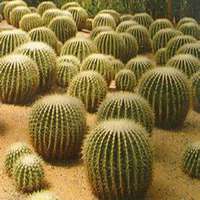 微信仙人球头像_高清仙人球花朵图片大全