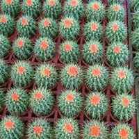 微信仙人球头像_高清仙人球花朵图片大全