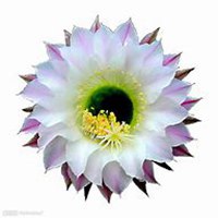 微信仙人球头像_高清仙人球花朵图片大全