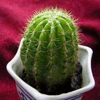 微信仙人球头像_高清仙人球花朵图片大全