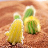 微信仙人球头像_高清仙人球花朵图片大全