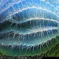 微信仙人球头像_高清仙人球花朵图片大全