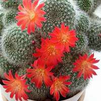 微信仙人球头像_高清仙人球花朵图片大全