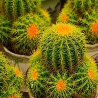 微信仙人球头像_高清仙人球花朵图片大全