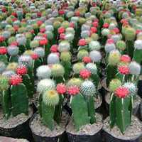 微信仙人球头像_高清仙人球花朵图片大全