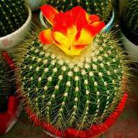 微信仙人球头像_高清仙人球花朵图片大全