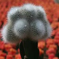 微信仙人球头像_高清仙人球花朵图片大全