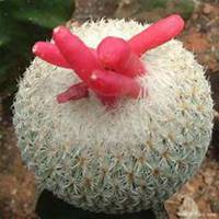 微信仙人球头像_高清仙人球花朵图片大全