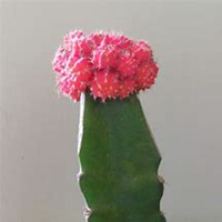 微信仙人球头像_高清仙人球花朵图片大全