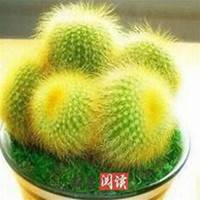 微信仙人球头像_高清仙人球花朵图片大全